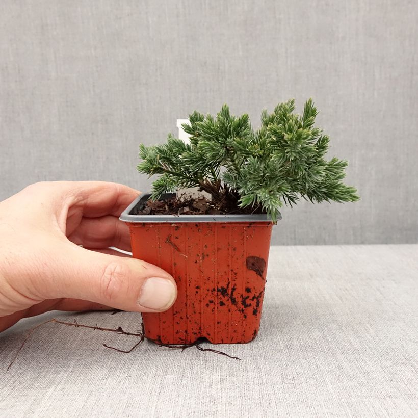 Amostra de Juniperus squamata Blue Star - Genévrier écailleux Vaso de 8/9 cm tal como entregue no inverno