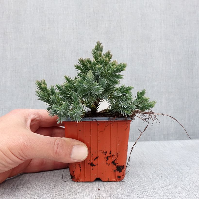 Amostra de Juniperus squamata Blue Star Vaso de 8/9 cm tal como entregue na primavera