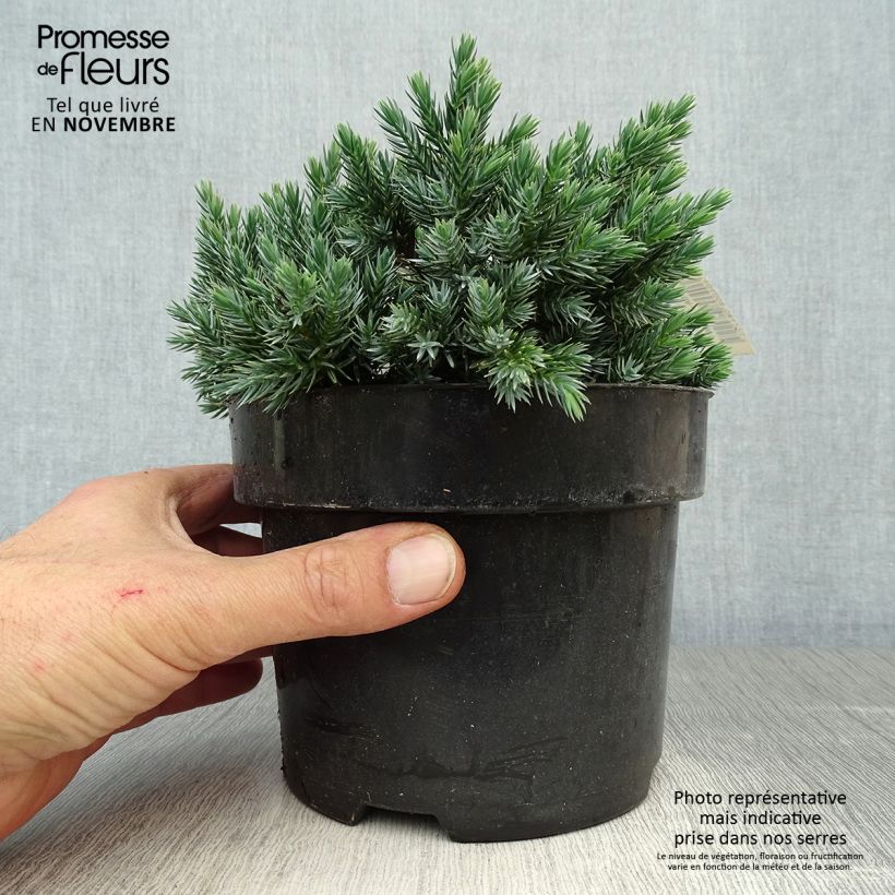 Amostra de Juniperus squamata Blue Star Vaso de 2 L/3 L tal como entregue no outono
