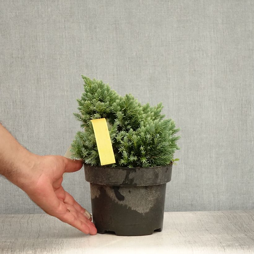 Amostra de Juniperus squamata Blue Star Vaso de 2 L/3 L tal como entregue no verão