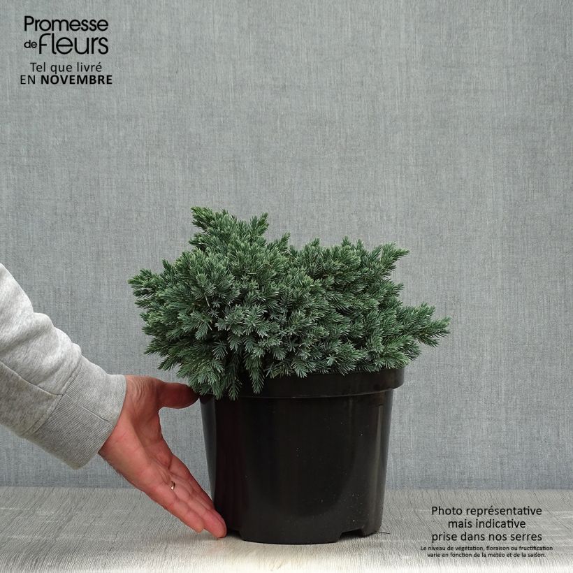 Amostra de Juniperus squamata Blue Star Vaso de 3 L/4 L tal como entregue no outono