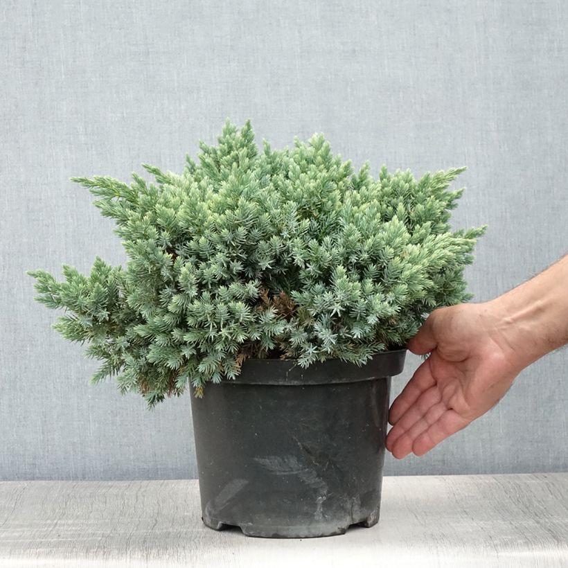 Amostra de Juniperus squamata Blue Star Vaso de 3 L/4 L tal como entregue no verão