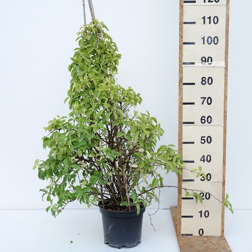 Amostra de Kadsura japonica Vaso de 6 L/7 L tal como entregue no outono