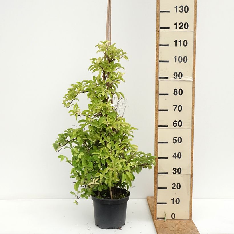 Amostra de Kadsura japonica Vaso de 6 L/7 L tal como entregue no verão