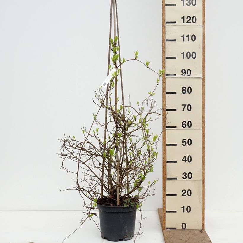 Amostra de Kadsura japonica Vaso de 6 L/7 L tal como entregue na primavera