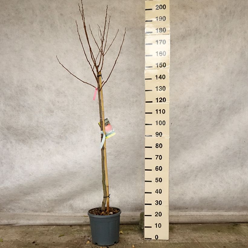 Amostra de Diospireiro Muscat - Diospyros kaki Vaso de 12 L/15 L, Meia haste tal como entregue no outono