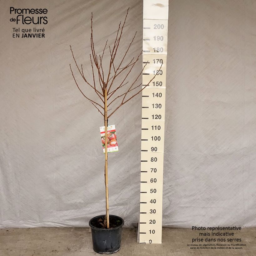 Amostra de Kaki Muscat - Plaqueminier de Chine Vaso de 12 L/15 L, Meia haste tal como entregue no inverno