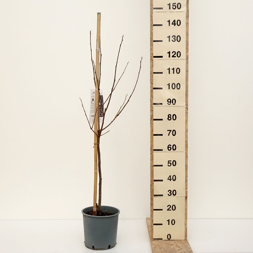 Amostra de Kaki Muscat - Plaqueminier de Chine Vaso de 7,5 L/10 L, Copo tal como entregue no inverno