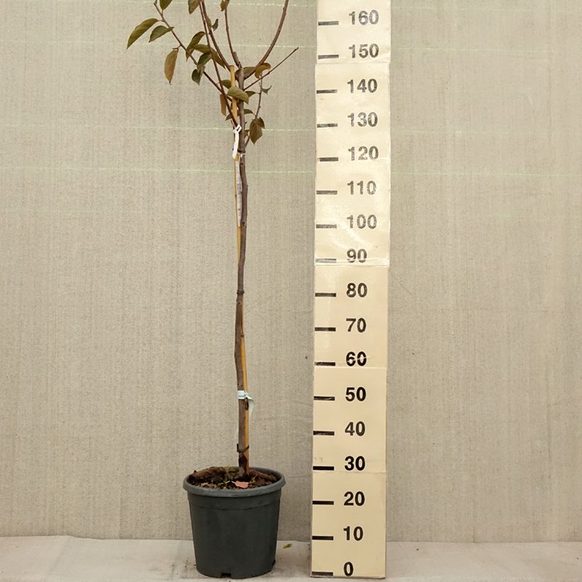 Amostra de Diospyros kaki Fuyu - Plaqueminier - Kaki pomme Pot de 12L/15L, Demi-Tige tal como entregue no outono