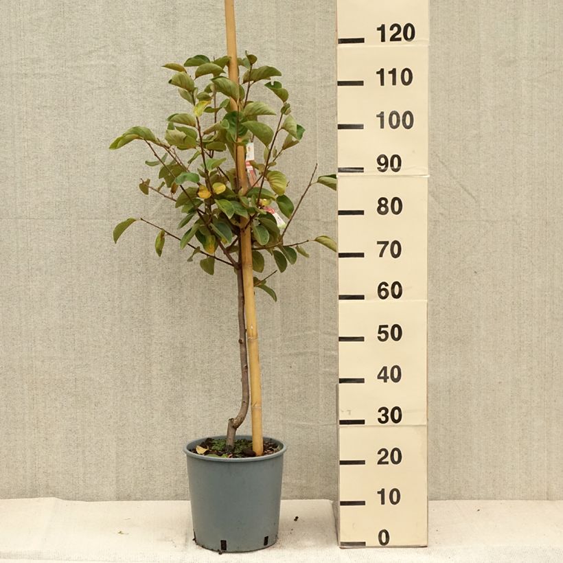 Amostra de Diospireiro Fuyu - Diospyros kaki Vaso de 7,5 L/10 L, Copo tal como entregue no outono
