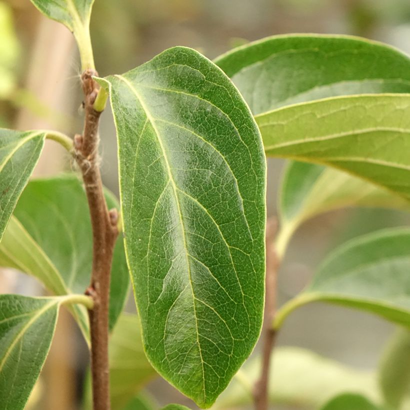 Diospireiro Fuyu - Diospyros kaki (Folhagem)