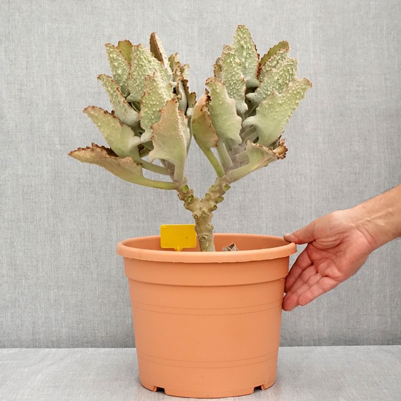 Amostra de Kalanchoe beharensis Fang Vaso de 7,5 L/10 L tal como entregue no verão