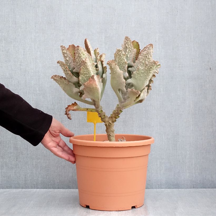 Amostra de Kalanchoe beharensis Fang - Planta-colher Vaso de 7,5 L/10 L tal como entregue no outono