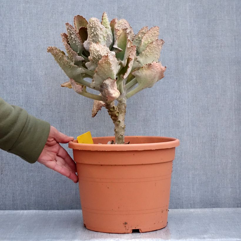 Amostra de Kalanchoe beharensis Fang Pot de 7,5L/10L tal como entregue no inverno