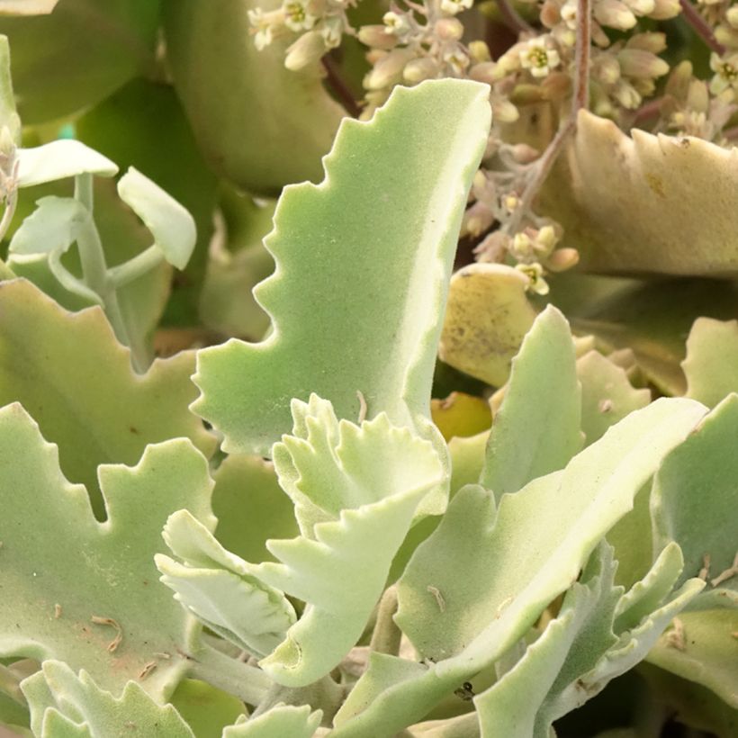 Kalanchoe beharensis Oak Leaf - Planta-colher (Folhagem)