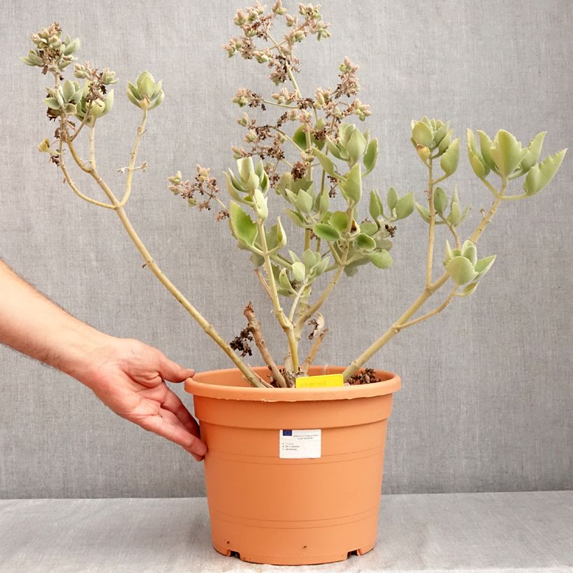 Amostra de Kalanchoe beharensis Oak Leaf - Planta-colher Vaso de 7,5 L/10 L tal como entregue no verão