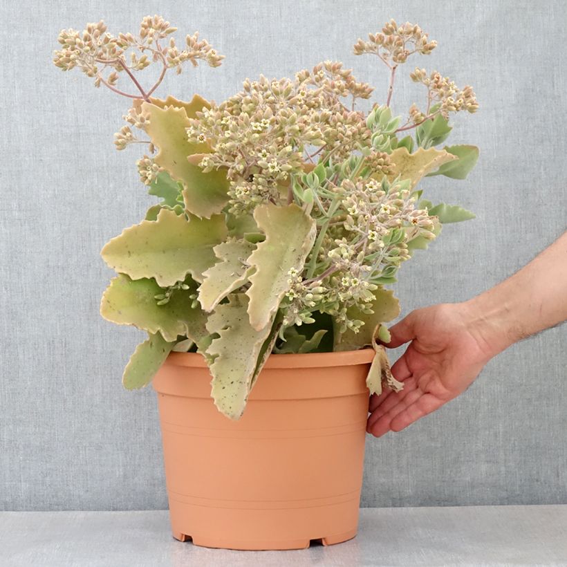 Amostra de Kalanchoe beharensis Oak Leaf Pot de 7,5L/10L tal como entregue na primavera
