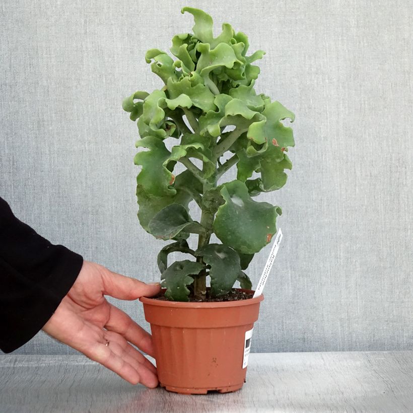 Amostra de Kalanchoe beharensis Subnuda Vaso de 12 cm/13 cm tal como entregue no outono