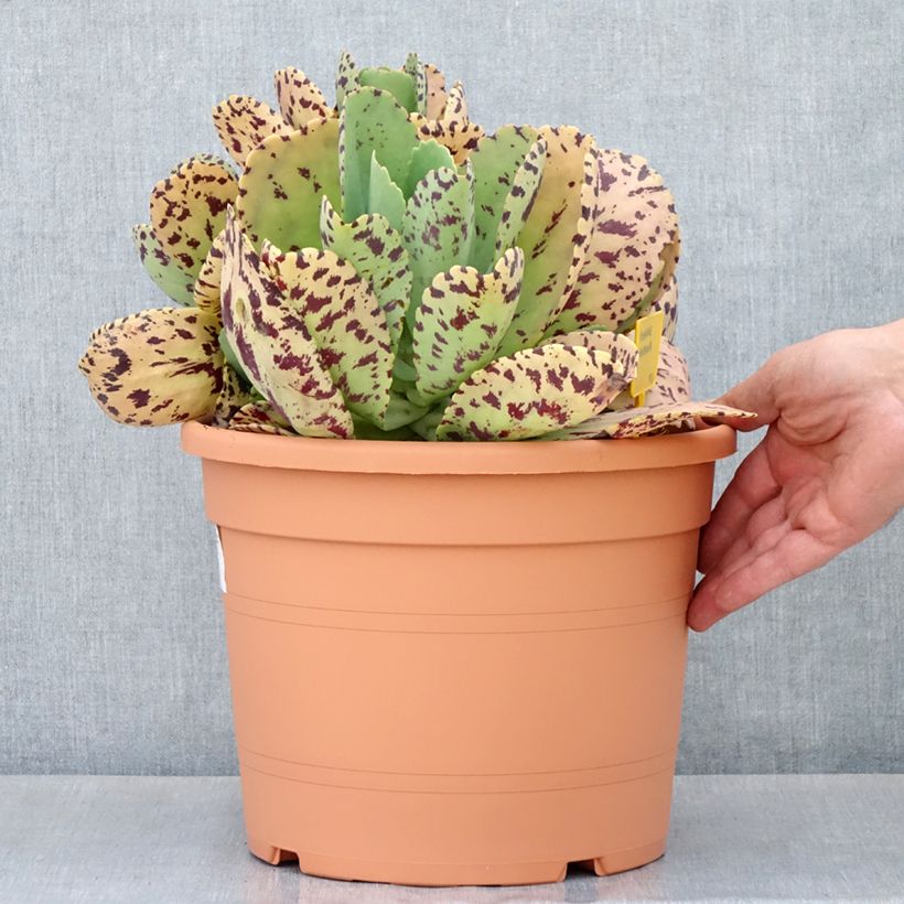 Amostra de Kalanchoe marmorata Vaso de 7,5 L/10 L tal como entregue na primavera