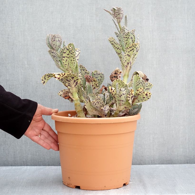 Amostra de Kalanchoe marmorata - Kalanchoé marbré Vaso de 7,5 L/10 L tal como entregue no outono