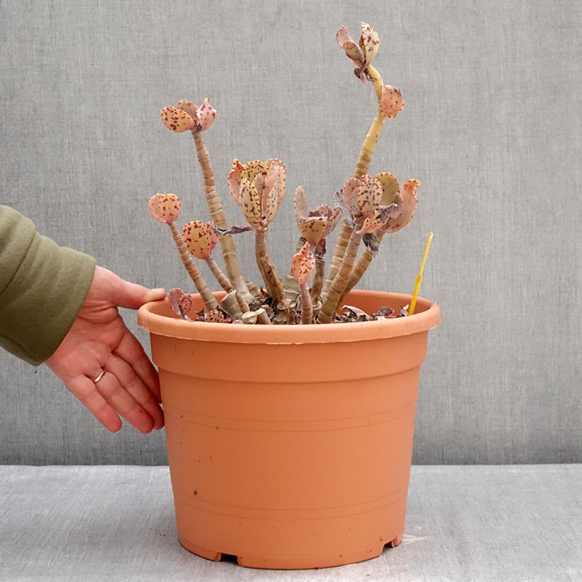Amostra de Kalanchoe marmorata - Kalanchoé marbré Pot de 7,5L/10L tal como entregue no inverno