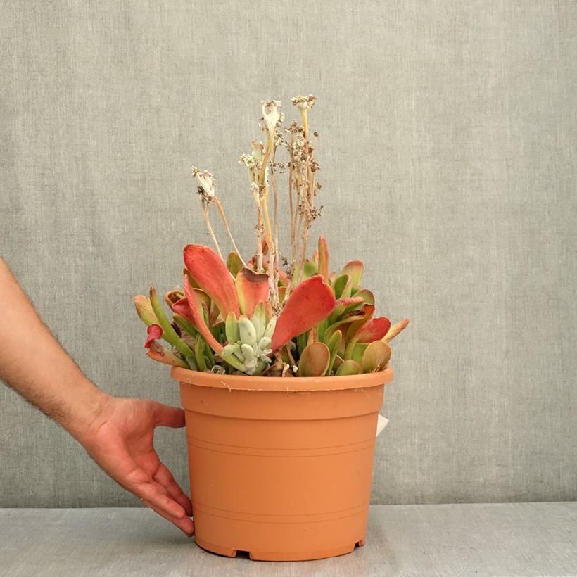 Amostra de Kalanchoe luciae Oricula - Planta-colher Vaso de 7,5 L/10 L tal como entregue no verão