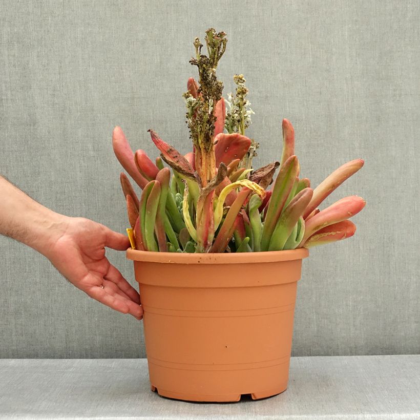 Amostra de Kalanchoe Oricula Vaso de 7,5 L/10 L tal como entregue na primavera