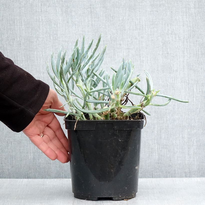 Amostra de Kalanchoe thyrsiflora Bronze Sculpture Vaso de 2 L/3 L tal como entregue na primavera