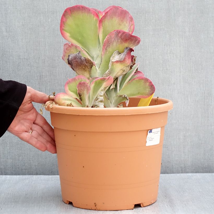 Amostra de Kalanchoe thyrsiflora - Planta-colher Vaso de 7,5 L/10 L tal como entregue no outono