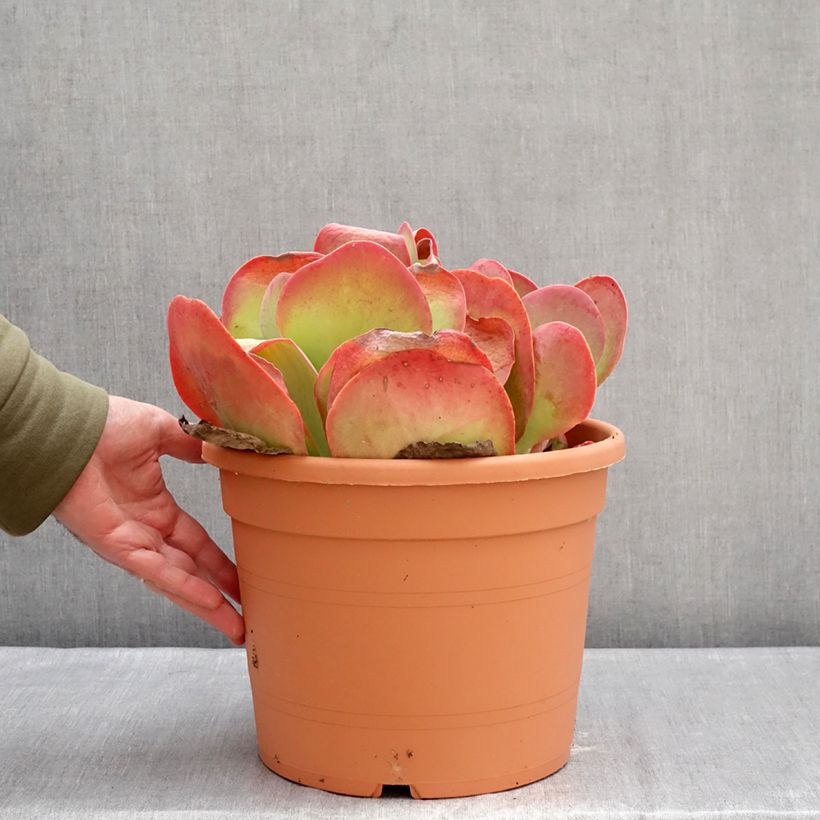 Amostra de Kalanchoe thyrsiflora - Kalanchoé à thyrses Pot de 7,5L/10L tal como entregue no inverno