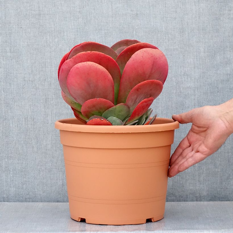 Amostra de Kalanchoe thyrsiflora Vaso de 7,5 L/10 L tal como entregue na primavera