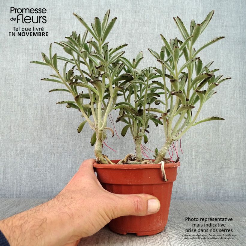 Amostra de Kalanchoe tomentosa Vaso de 12 cm/13 cm tal como entregue no outono