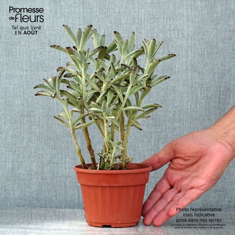 Amostra de Kalanchoe tomentosa Vaso de 12 cm/13 cm tal como entregue no verão