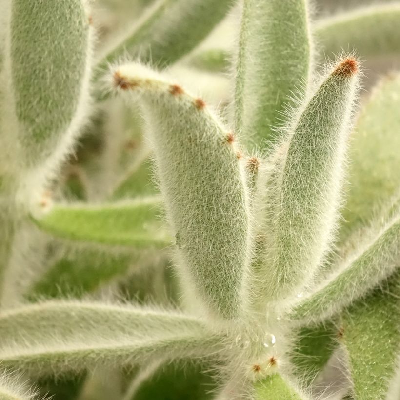 Kalanchoe tomentosa (Folhagem)