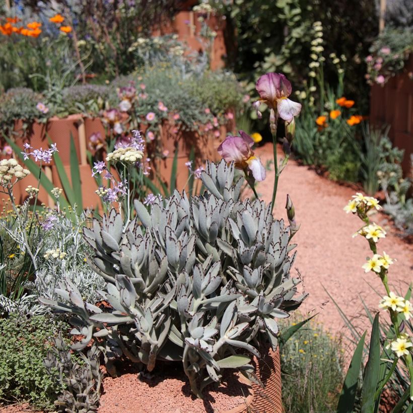 Kalanchoe tomentosa (Hábito)