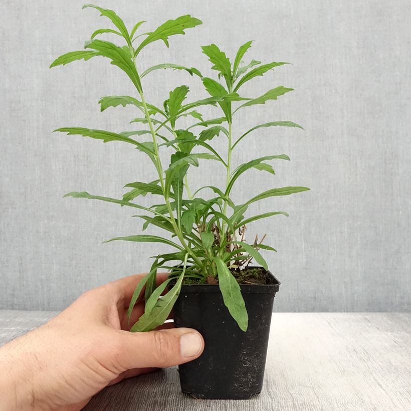 Amostra de Kalimeris incisa Alba Vaso de 8/9 cm tal como entregue na primavera