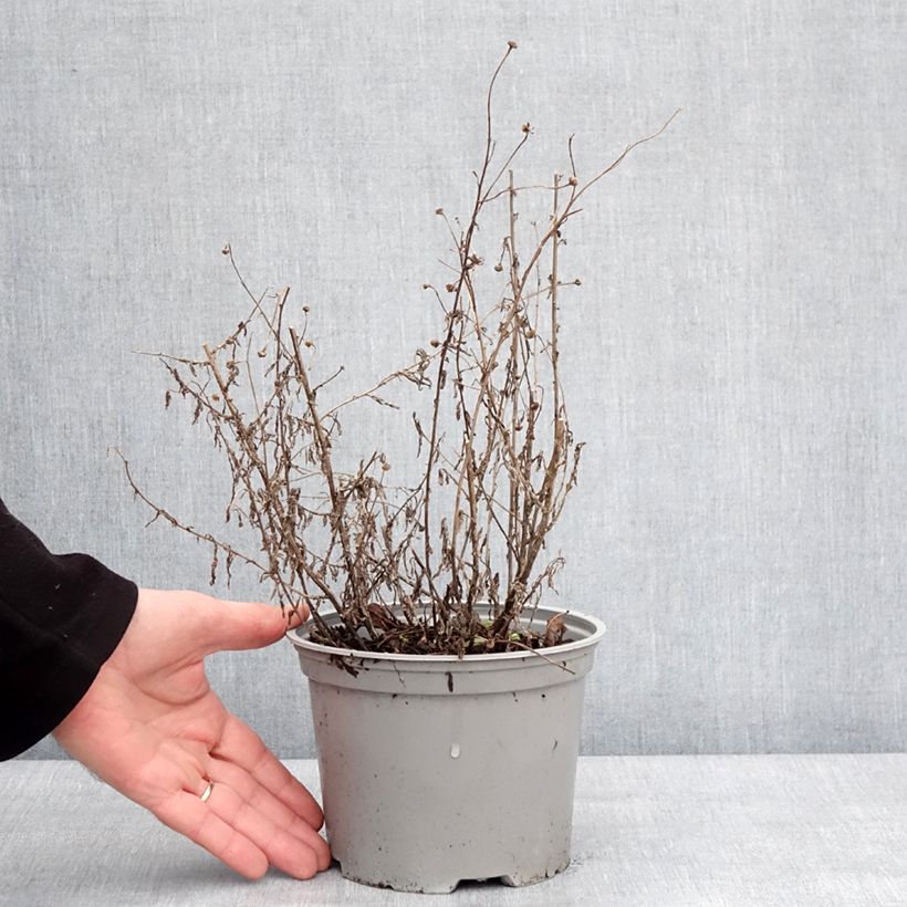 Amostra de Kalimeris incisa Charlotte Vaso de 2 L/3 L tal como entregue no inverno