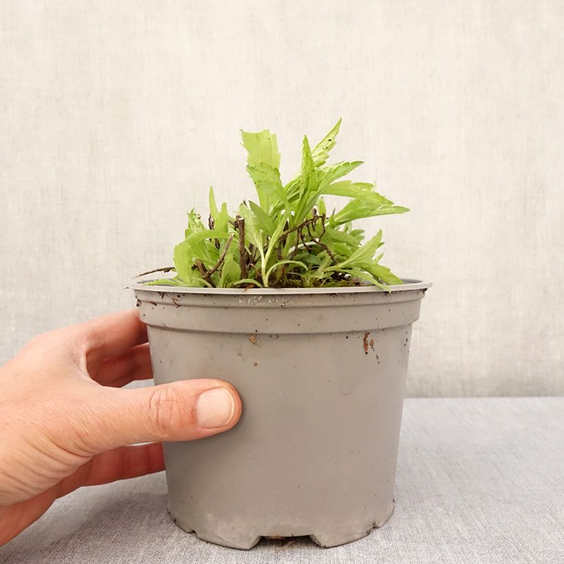 Amostra de Kalimeris incisa Charlotte Vaso de 2 L/3 L tal como entregue na primavera