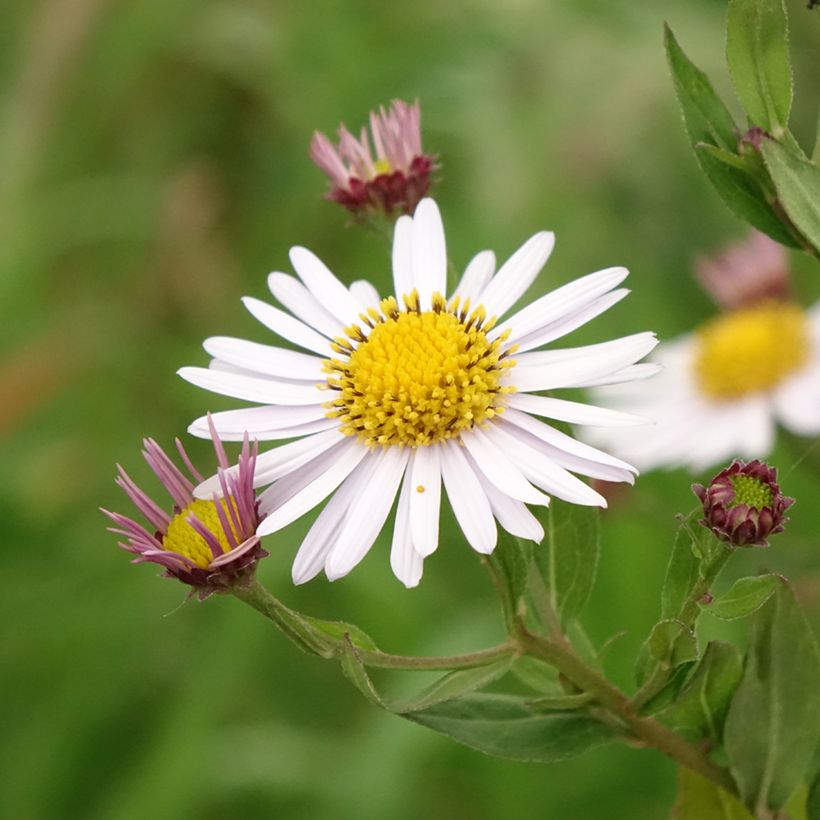 Kalimeris incisa Madiva (Floração)