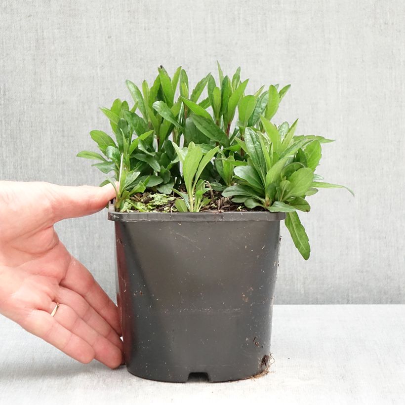 Amostra de Kalimeris incisa Nana Blue Vaso de 2 L/3 L tal como entregue na primavera