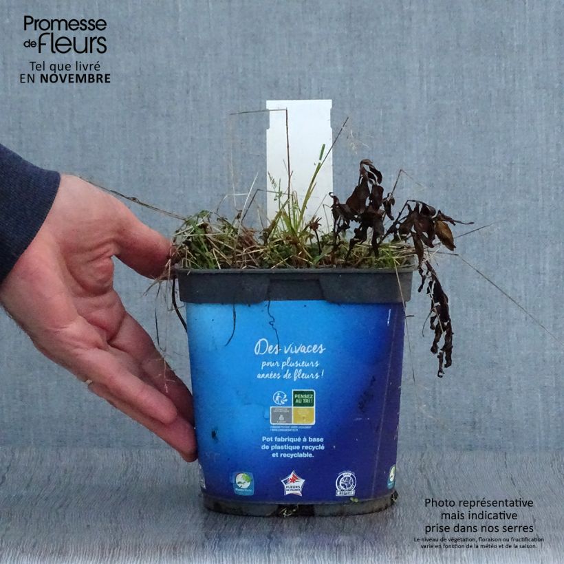 Amostra de Kalimeris incisa Vaso de 2 L/3 L tal como entregue no outono