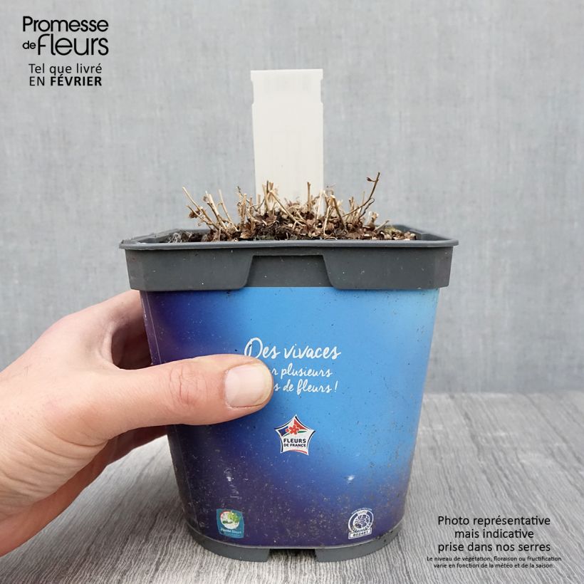 Amostra de Kalimeris incisa Vaso de 2 L/3 L tal como entregue no inverno