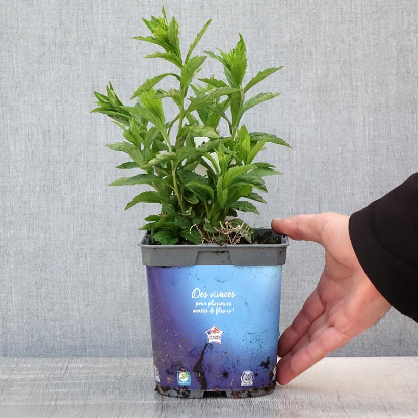 Amostra de Kalimeris incisa Vaso de 2 L/3 L tal como entregue na primavera