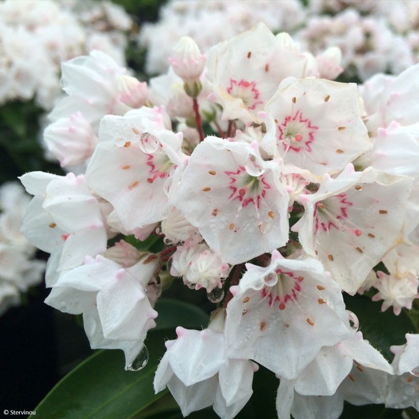 Kalmia latifolia Zebulon (Floração)