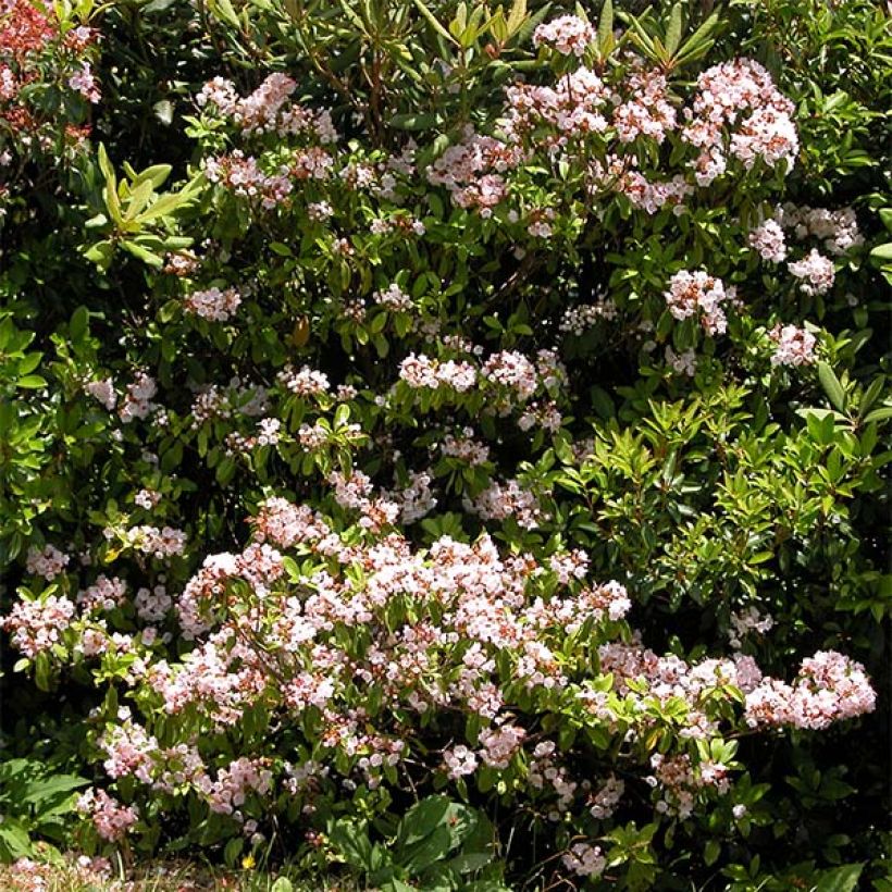 Kalmia latifolia (Floração)
