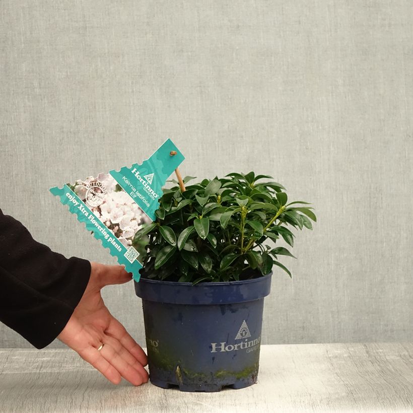 Amostra de Kalmia latifolia Elf Vaso de 3 L/4 L tal como entregue no outono