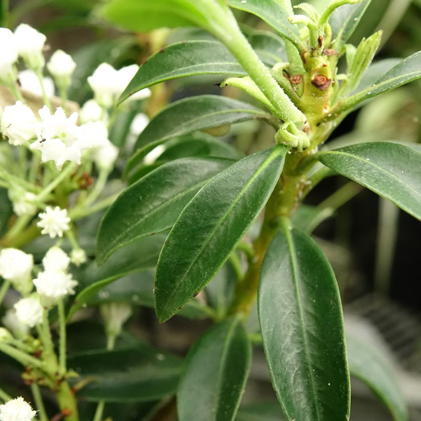 Kalmia latifolia Elf (Folhagem)