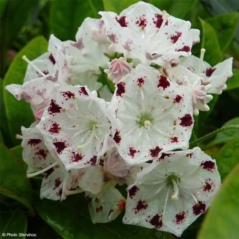Kalmia latifolia f. fuscata Freckles (Floração)