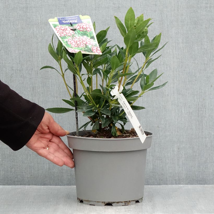 Amostra de Kalmia latifolia Galaxy Vaso de 4 L/5 L tal como entregue no outono