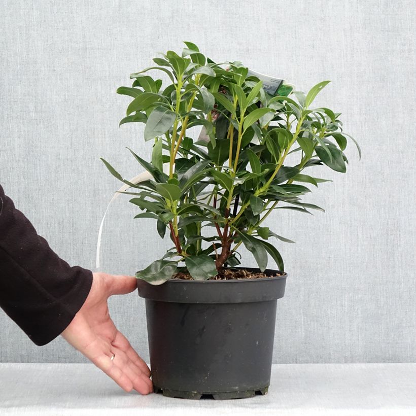 Amostra de Kalmia latifolia Galaxy Vaso de 4 L/5 L tal como entregue na primavera